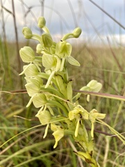 Habenaria epipactidea