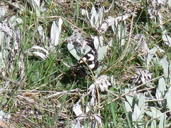 Agaristodes feisthamelii