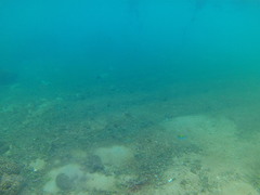 Abudefduf declivifrons