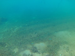 Abudefduf declivifrons