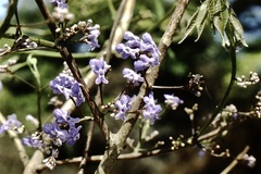 Vitex stahelii