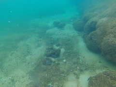 Abudefduf declivifrons