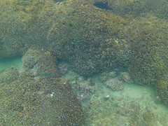 Abudefduf declivifrons