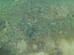 Abudefduf declivifrons