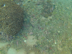 Abudefduf declivifrons