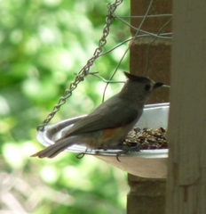 Baeolophus bicolor × atricristatus