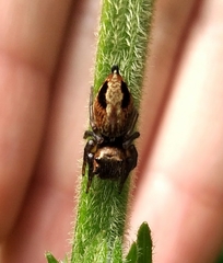Evarcha flavocincta