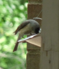 Baeolophus bicolor × atricristatus
