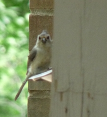 Baeolophus bicolor × atricristatus