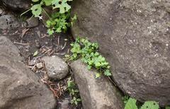 Lobelia vanreenensis