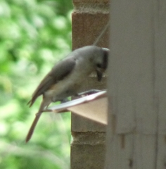 Baeolophus bicolor × atricristatus