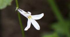 Lobelia vanreenensis