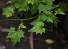 Lobelia vanreenensis