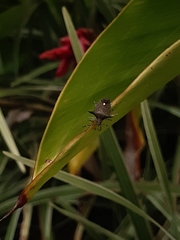 Proxys albopunctulatus
