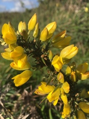 Ulex europaeus