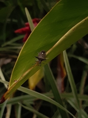 Proxys albopunctulatus