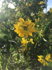 Ulex europaeus