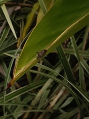 Proxys albopunctulatus