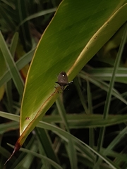 Proxys albopunctulatus