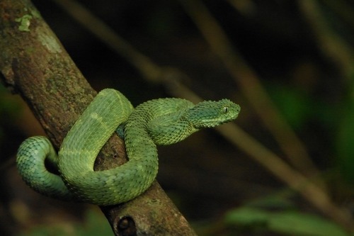 Portrait of Bush viper (Atheris squamigera) on black back ground Stock  Photo - Alamy