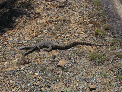 Varanus rosenbergi