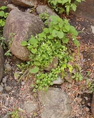 Lobelia vanreenensis
