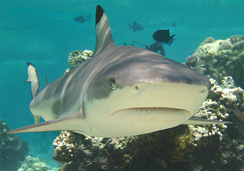 Zwartpuntrifhaai (Carcharhinus melanopterus) — Carcharhinidae — 4