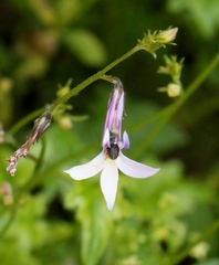 Lobelia vanreenensis
