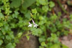 Lobelia vanreenensis