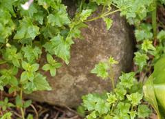 Lobelia vanreenensis