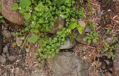 Lobelia vanreenensis
