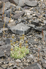 Artemisia lagopus