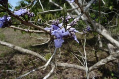 Vitex stahelii