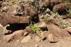 Lobelia vanreenensis