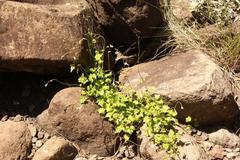 Lobelia vanreenensis