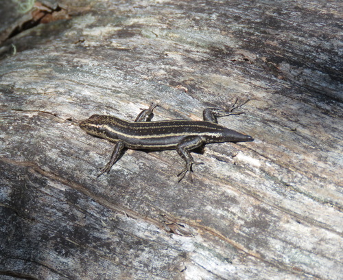 Pseudemoia spenceri