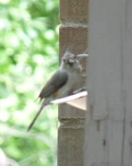 Baeolophus bicolor × atricristatus
