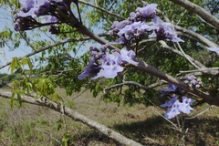 Vitex stahelii