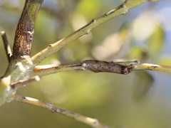 Oecophorinae