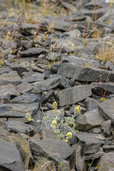 Artemisia lagopus