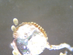 Polypodium interjectum