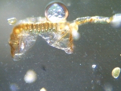 Polypodium interjectum