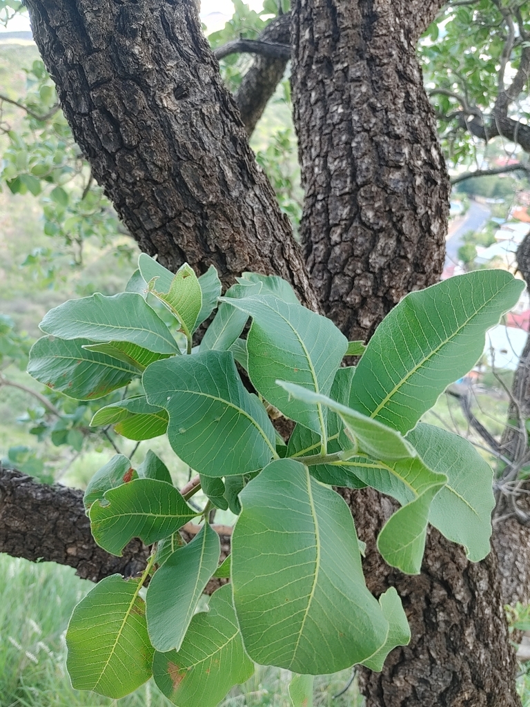 Ozoroa crassinervia