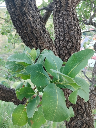 Ozoroa crassinervia