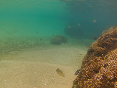 Abudefduf declivifrons