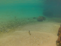 Abudefduf declivifrons