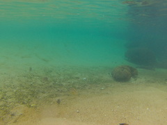 Abudefduf declivifrons