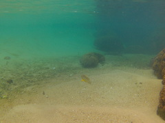 Abudefduf declivifrons