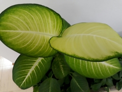 Tracheophyta