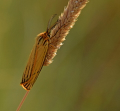 Spiris striata